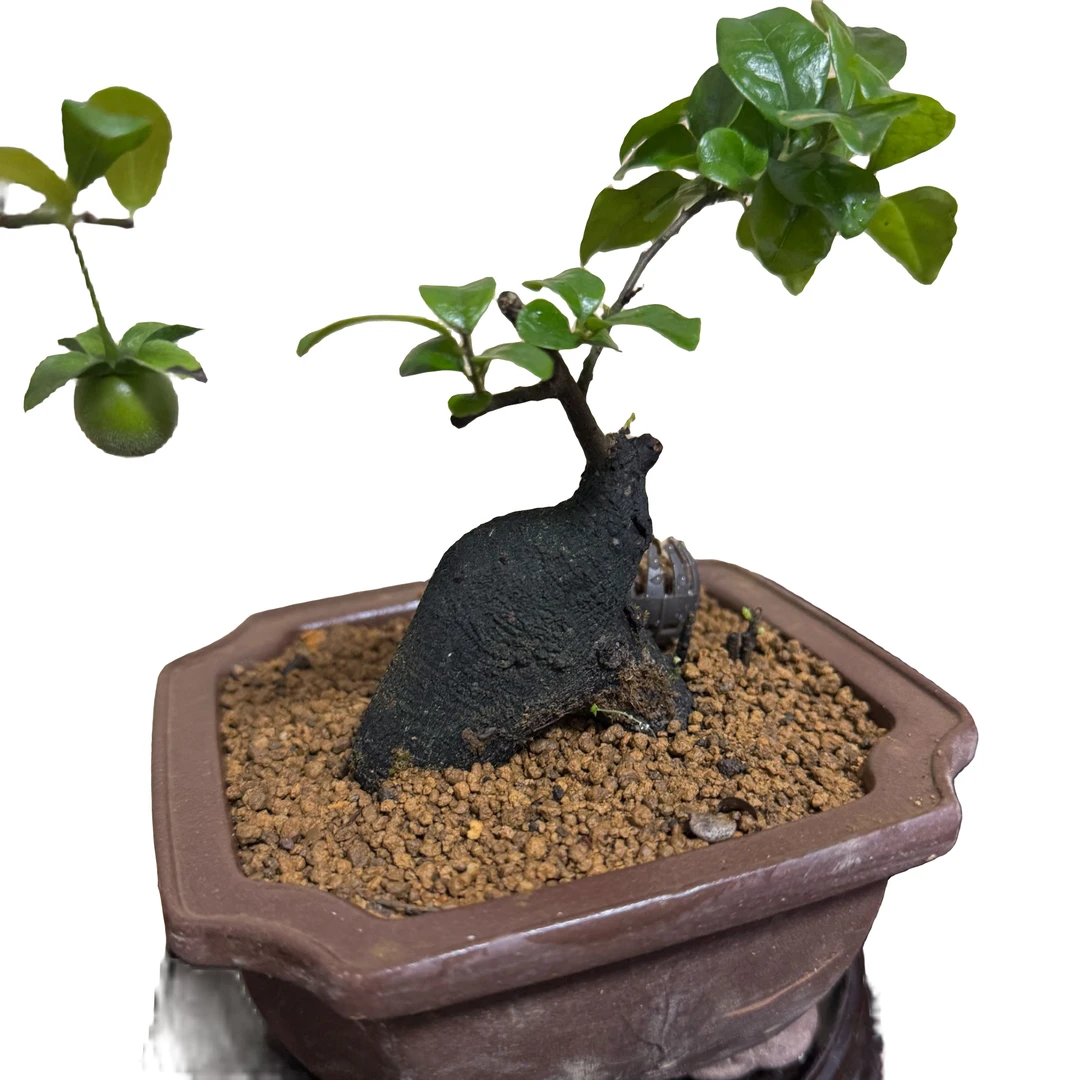 金弹子瓶兰花盆景素材（一物一拍）