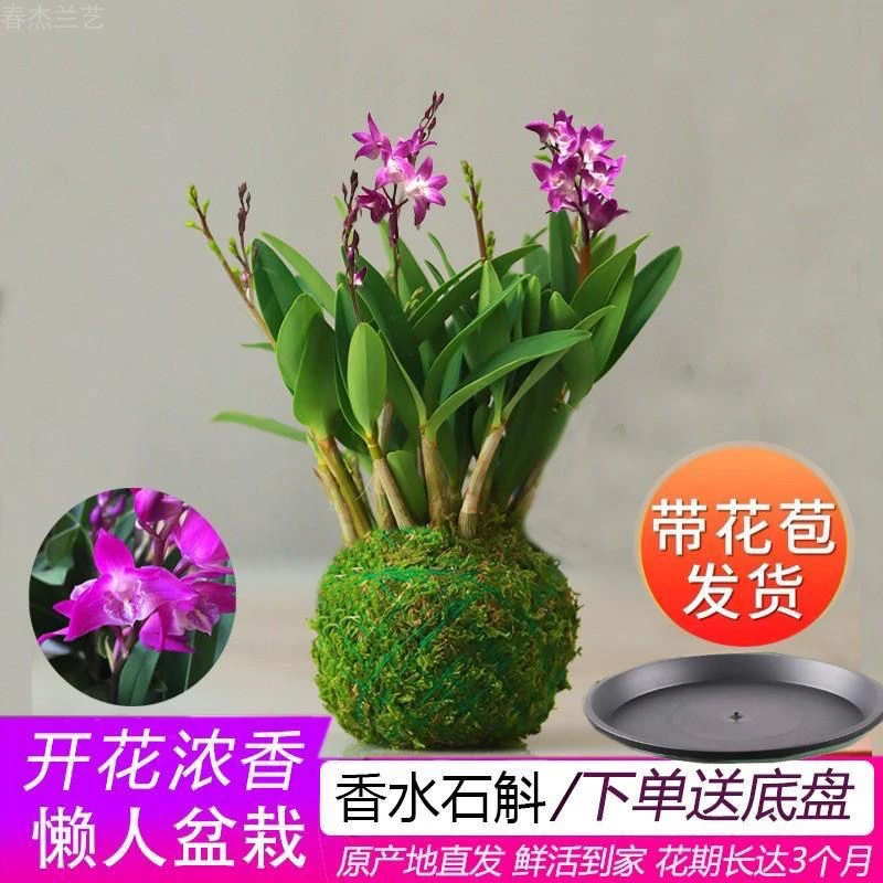 冬带花苞石斛兰花四季花开好养绿植浓香型香水办公室水培水养