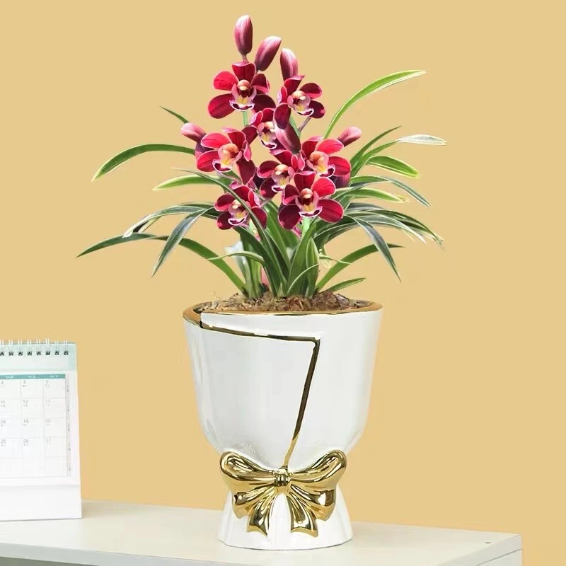 带艺兰花苗金边鹤艺矮种线艺四季建兰浓香花卉室内绿植物新手好养