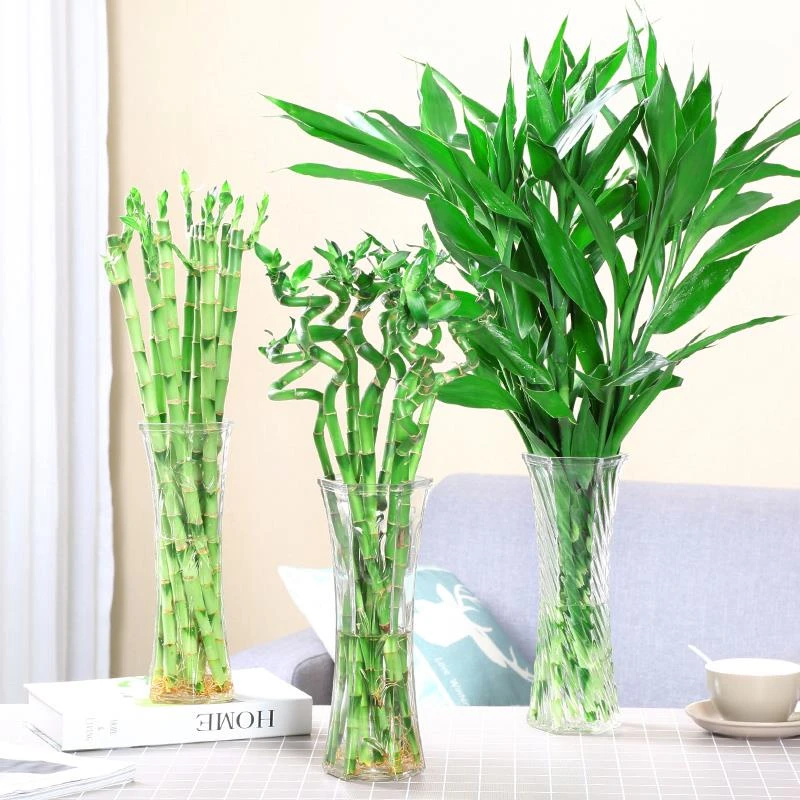 【两件套】特大号玻璃花瓶透明水养富贵竹花瓶家用插花瓶客厅摆件