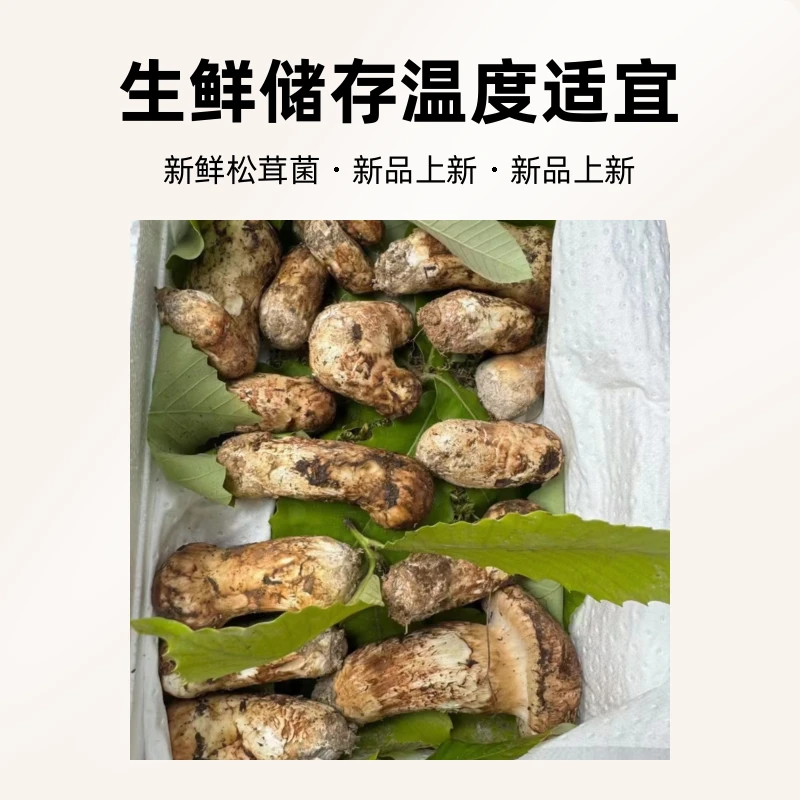 大凉山螺髻山当天下山新鲜松茸菌