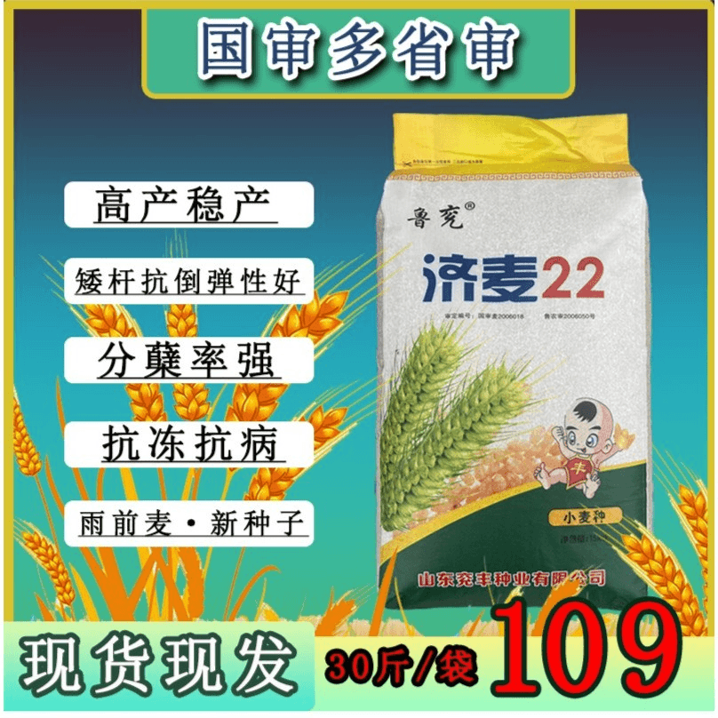 国审济麦22高产麦种矮杆抗倒伏抗病抗冻优质小麦种