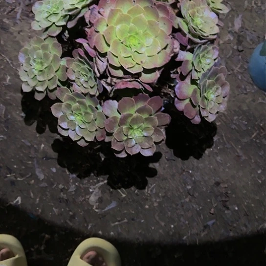 100加急发明天早上八点