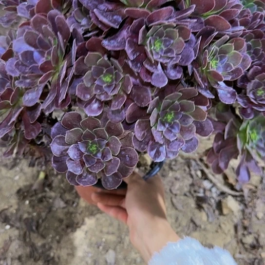 11红玫瑰加急发明天早上八点