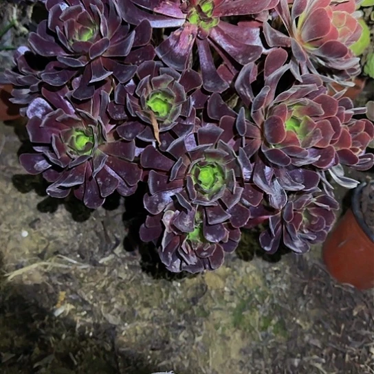 109梅花加急发明天早上