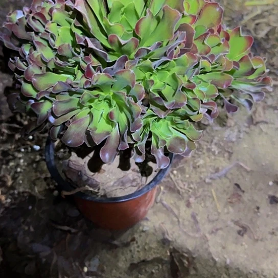 198加急发明天早上