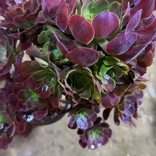 40 加急发货，满15包邮