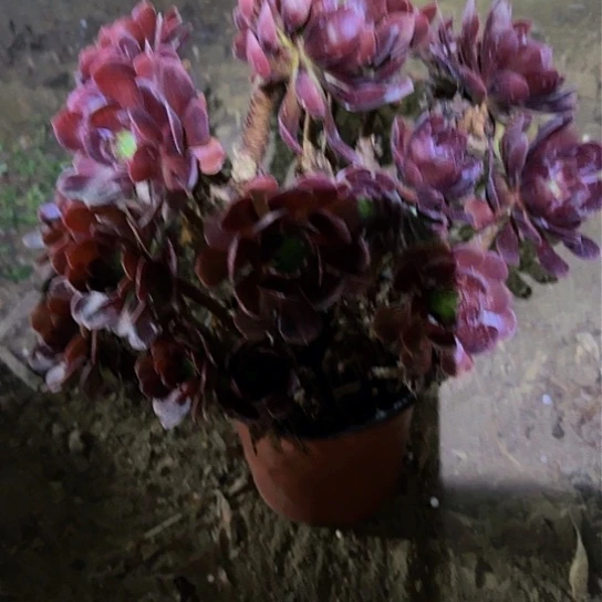 180万圣节变异加急发明天早上八点