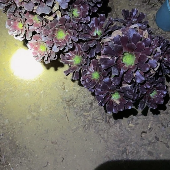 116加急发明天早上一颗