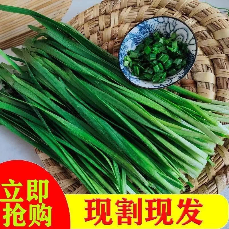 东北农家现割头茬韭菜 新鲜发货