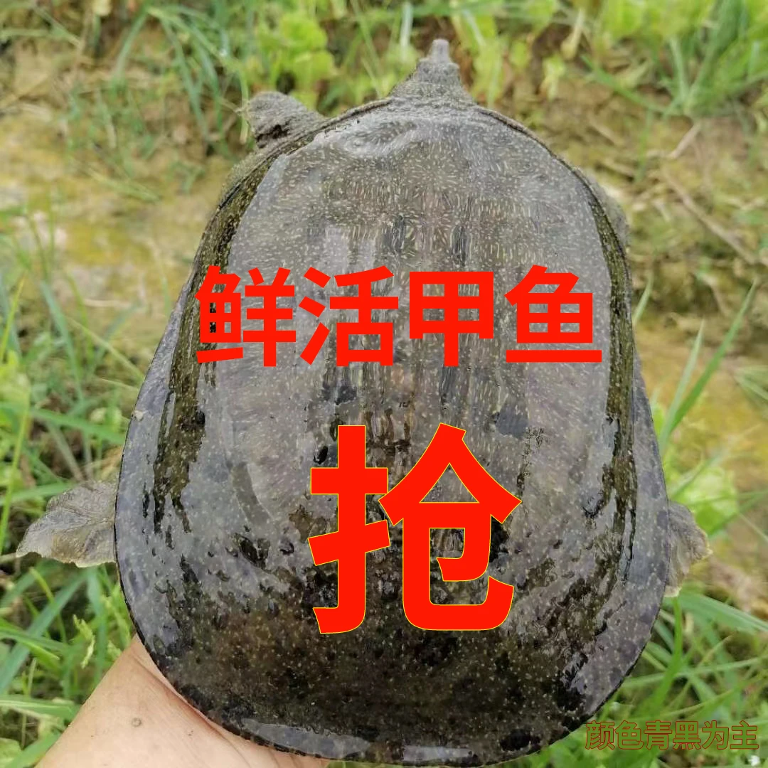 温室生态甲鱼 鲜活 放养黑背带花母甲鱼活体 顺丰京东 鲜活到家