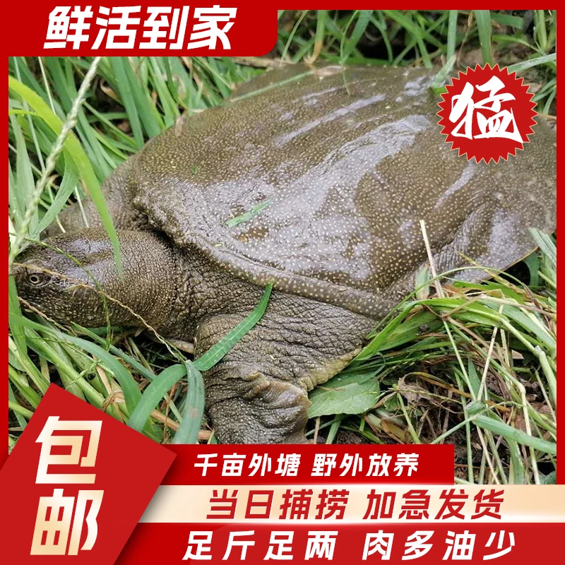 正宗外塘生态甲鱼鲜活 1只 4-5斤食用野外放养水鱼青黄背死亡包赔