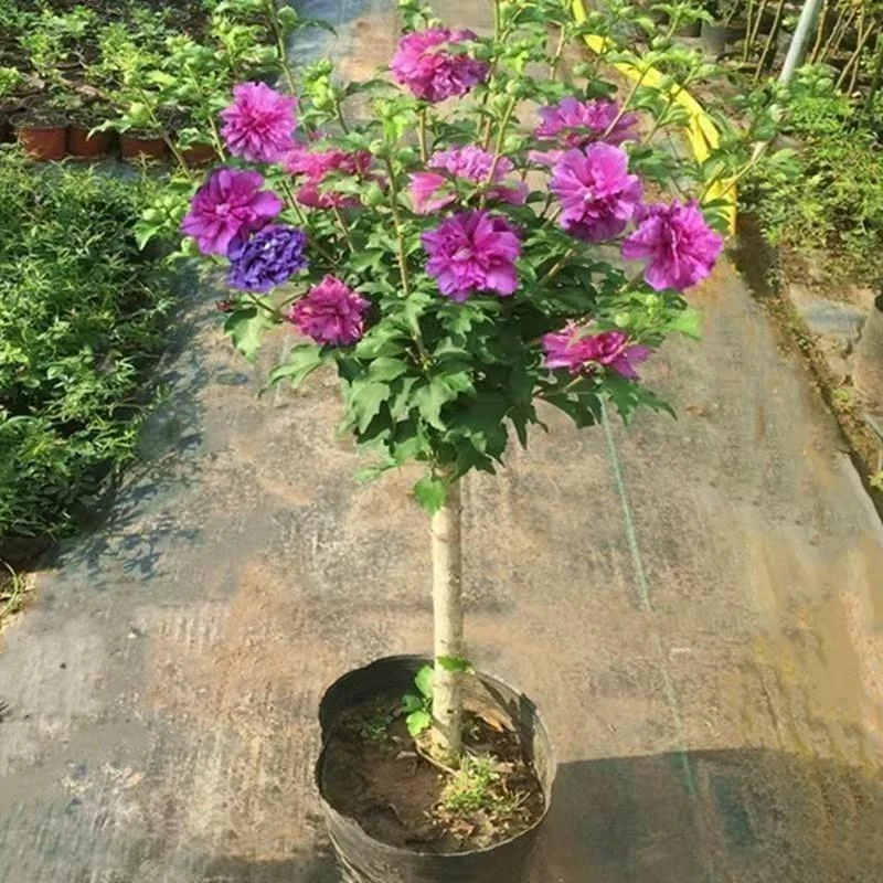 木槿花棒棒糖蓝莓冰沙紫玉紫酒馆红酒馆带土球发货