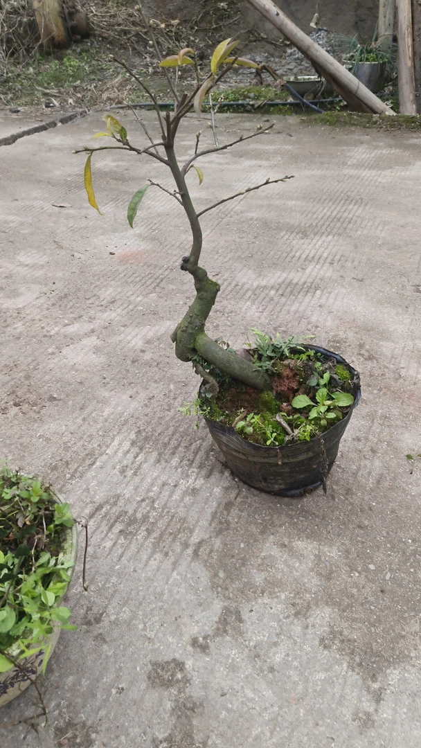 四川宜宾金弹子金弹子盆栽老桩全国盆景中国包邮舍利子金弹子树