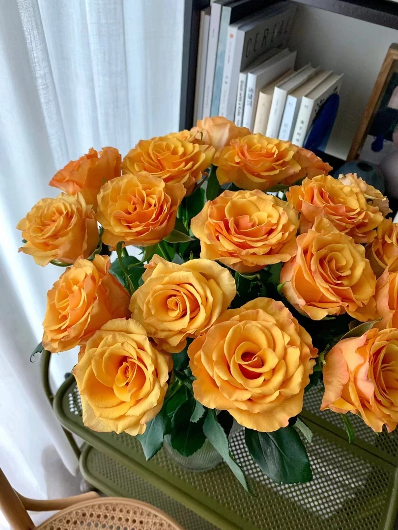 婵之语优选辉煌玫瑰鲜切花2单包邮