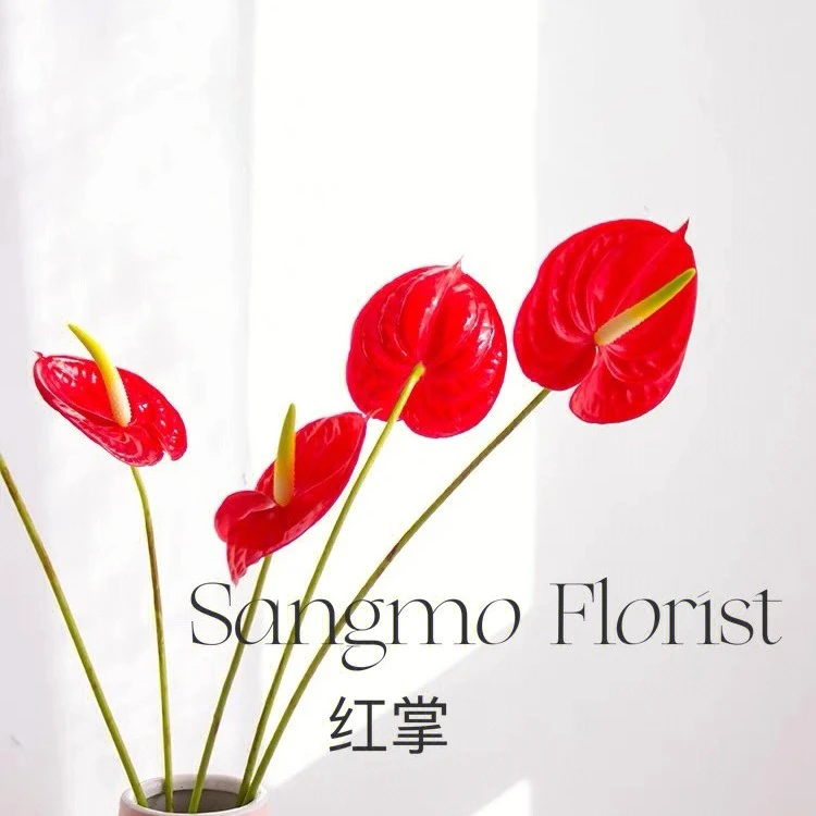 婵之语优选冬季专属花材红掌大展宏图