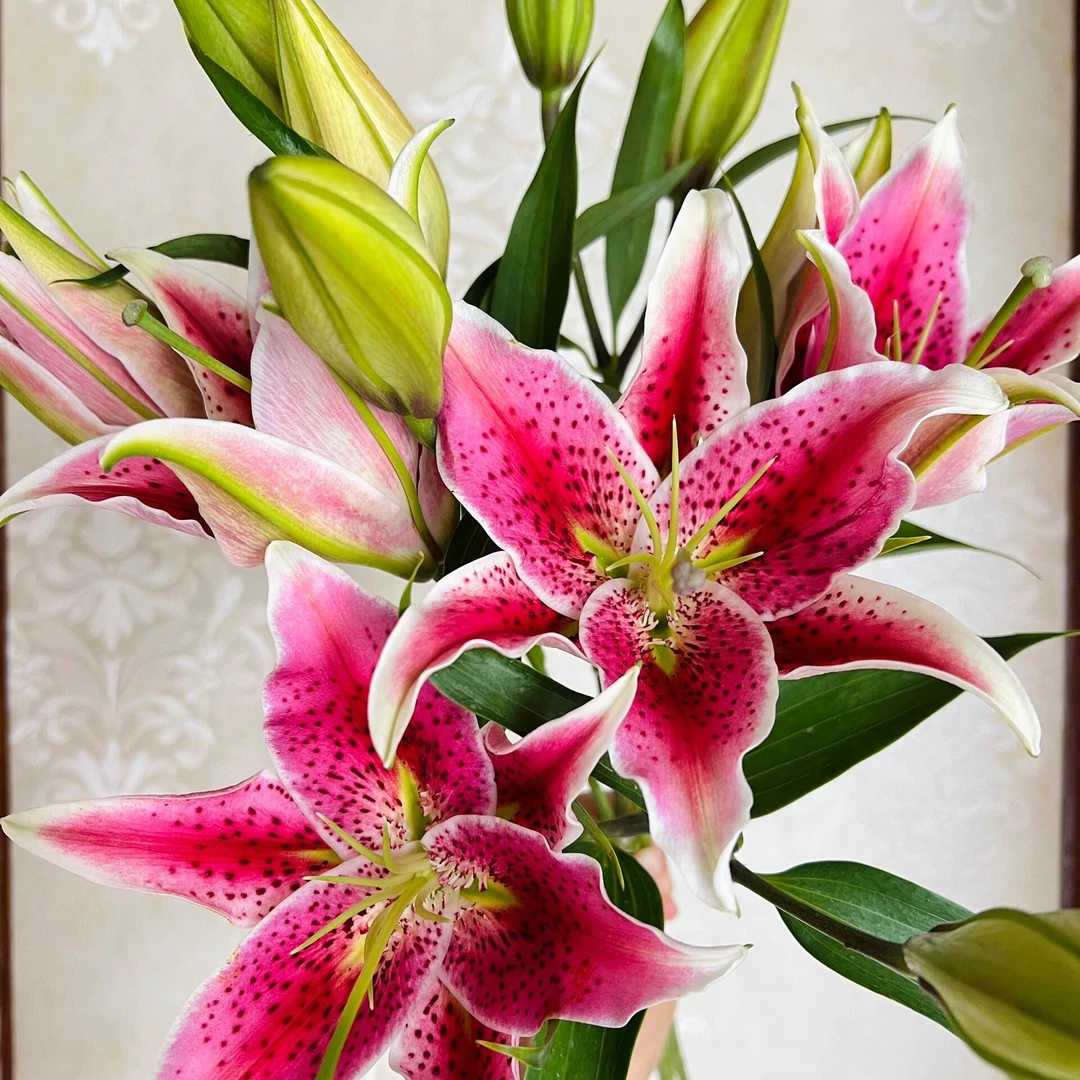 婵之语 草莓沐恩香水百合