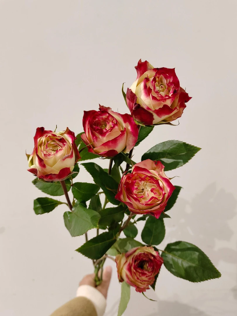 【苹果杰克单头玫瑰】温柔甜蜜的回忆/网红爆款/鲜切花