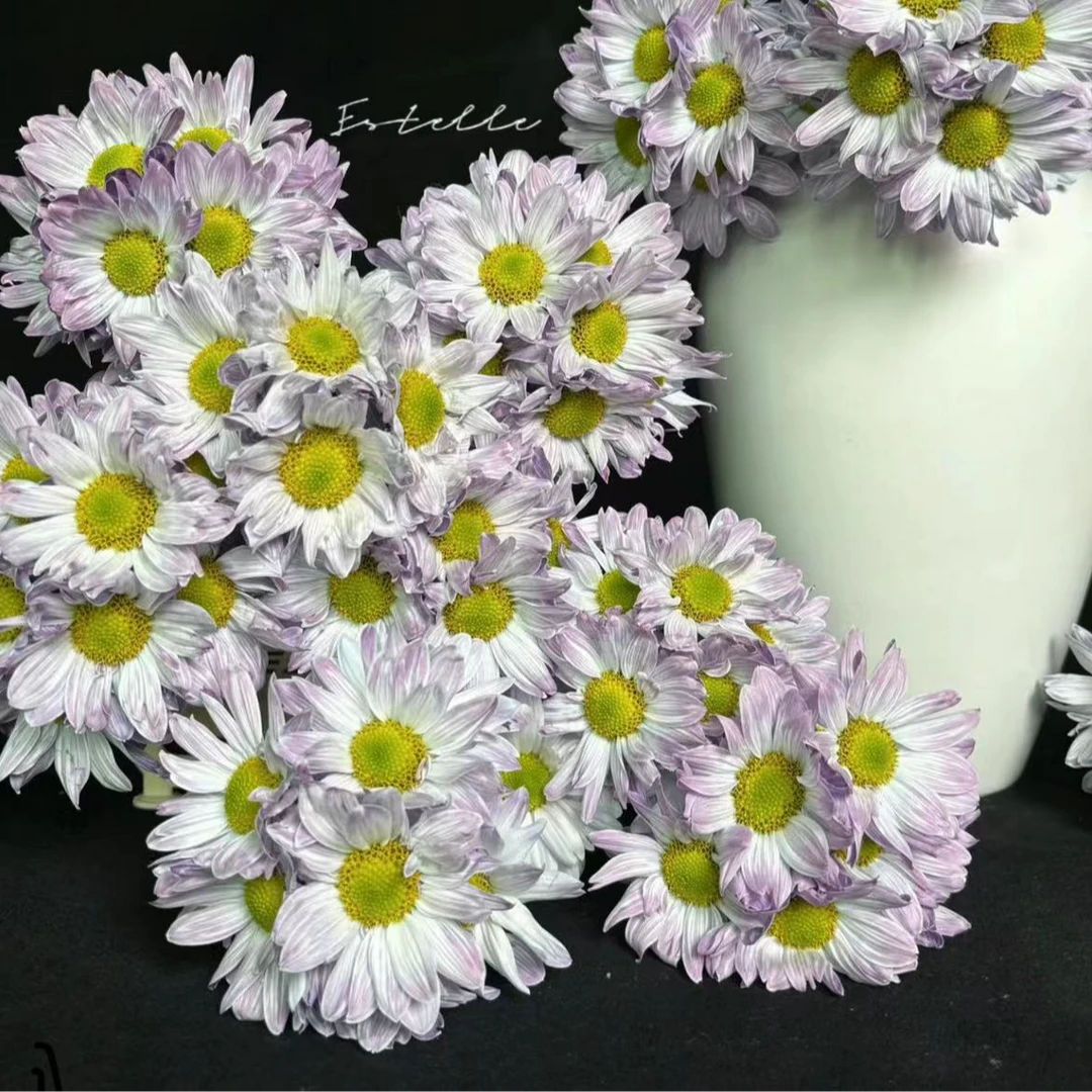 丰岛吸色 葡萄紫小菊 鲜花日常瓶插