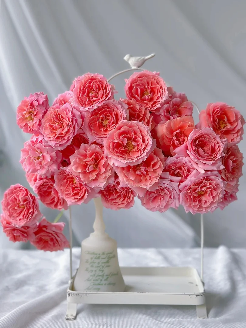 婵之语优选   粉色啦啦队多头玫瑰