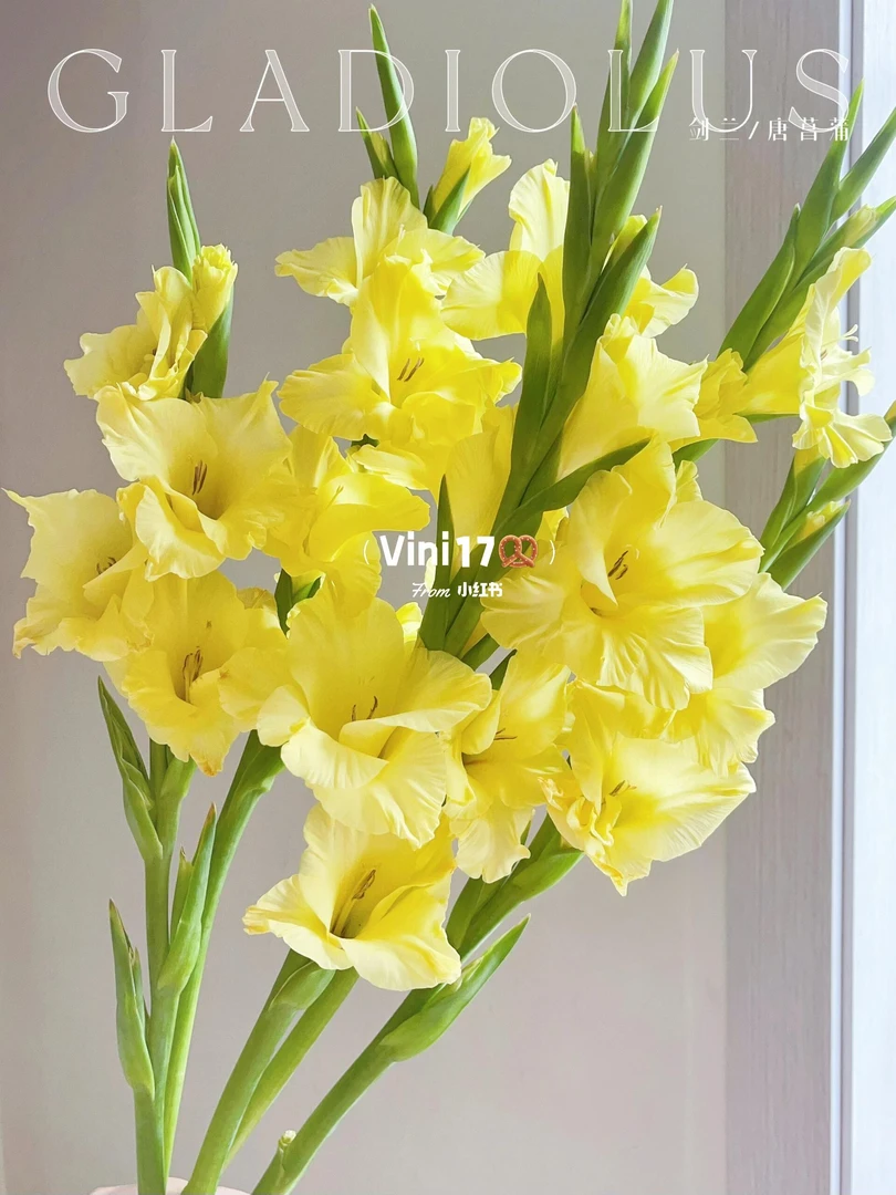 婵之语优选柠檬黄色剑兰鲜切花日常瓶插小众高级