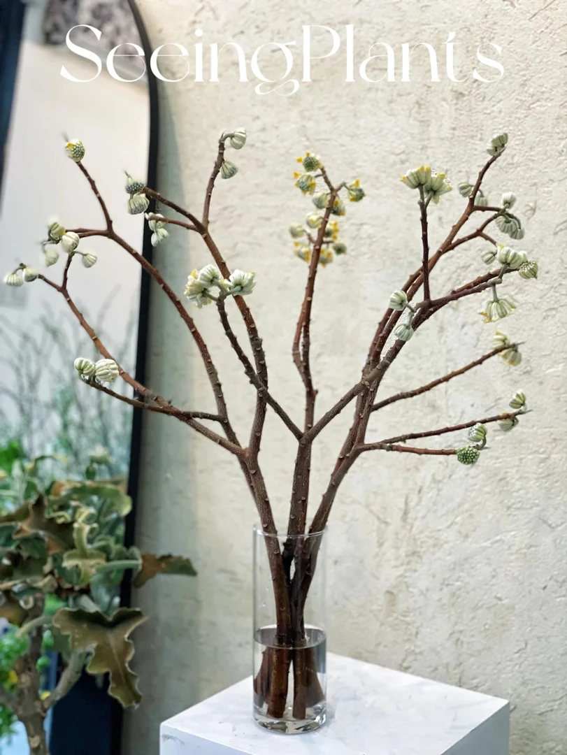 婵之语优选 结香花小众花材鲜切花