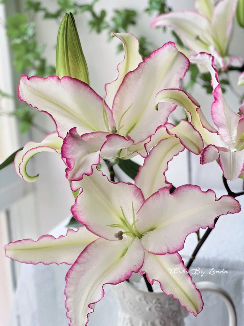 【唇彩百合】洁白的花瓣配上深粉边/实在是美，香味很淡/鲜切花