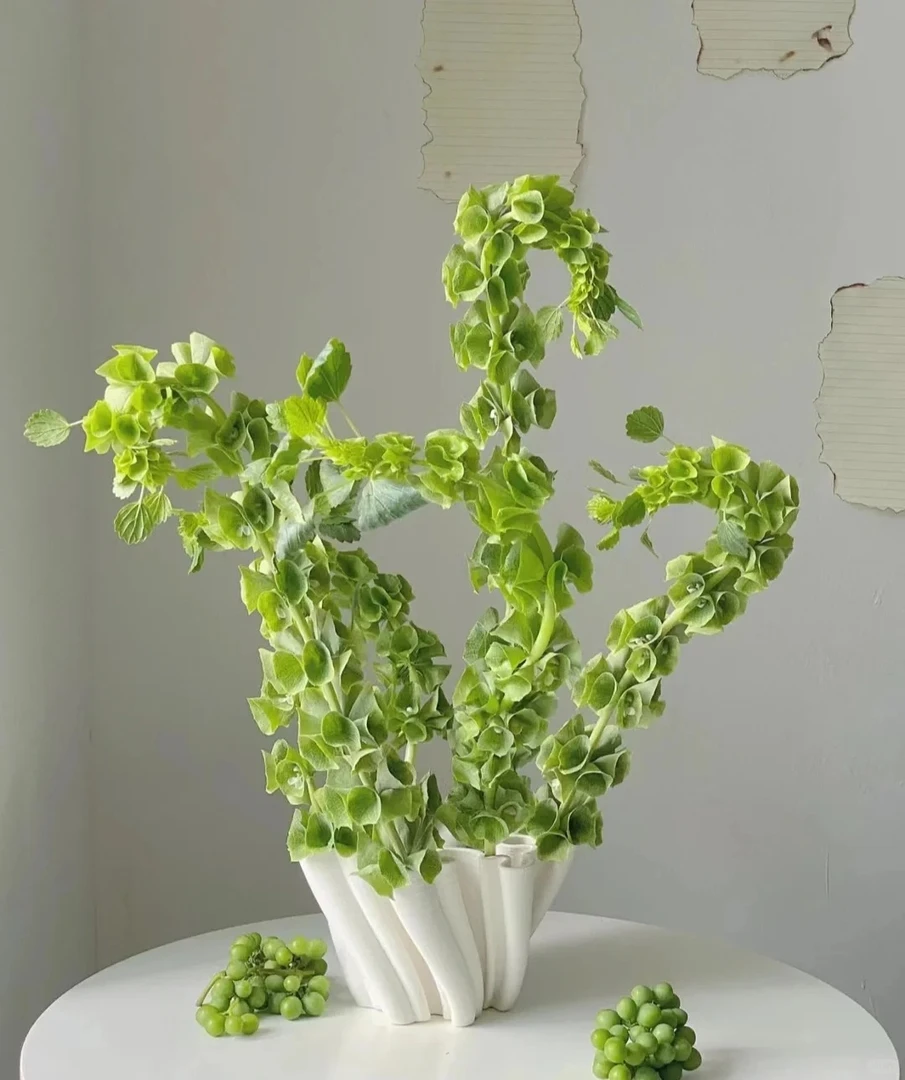 婵之语优选 高级感小众花材 贝壳花