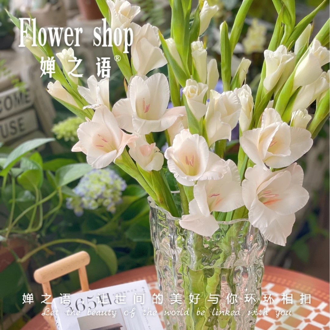 婵之语优选香槟初恋剑兰鲜切花