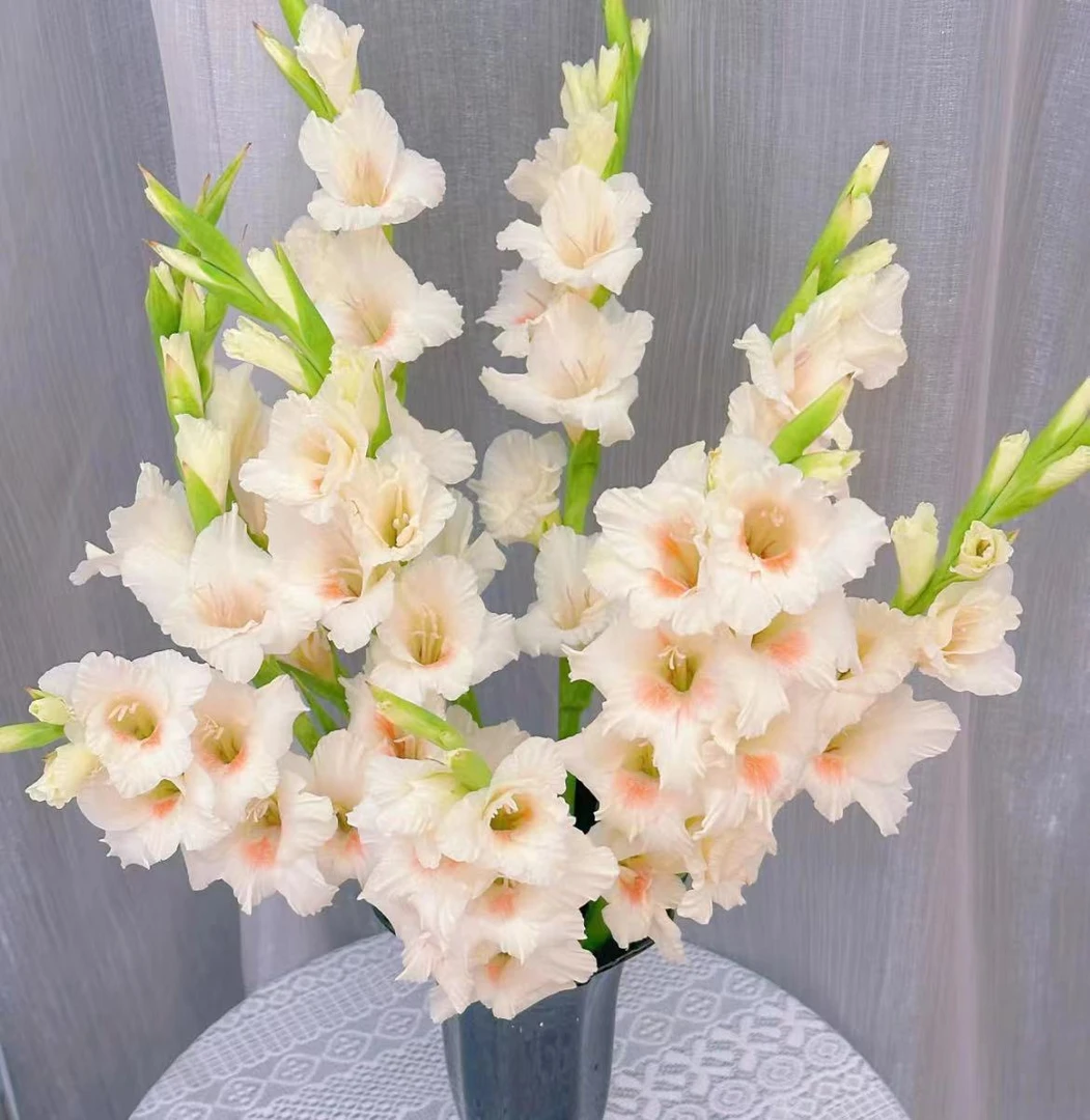 夏日超长待机阿贾克斯剑兰稀有小众花材