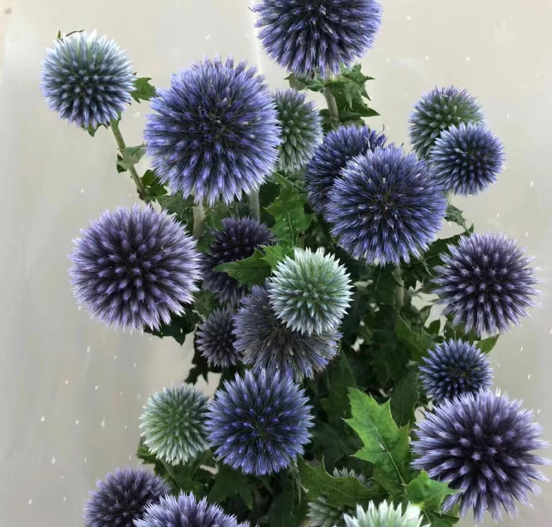 夏日小清新 蓝星球 鲜切花