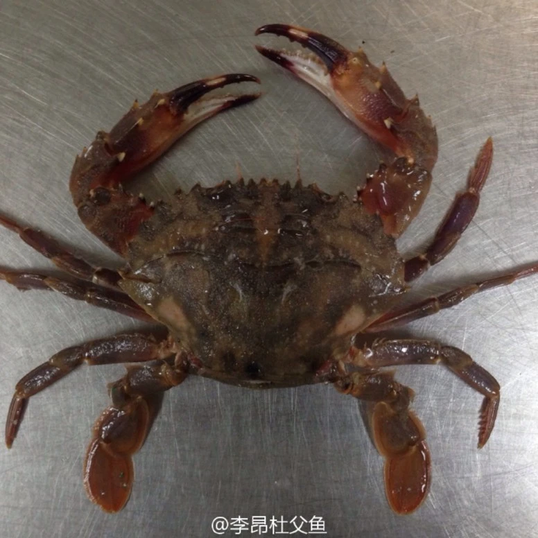 特大号 东港 赤甲红 3斤包邮【大小不匀  保鲜不保活不保腿全】