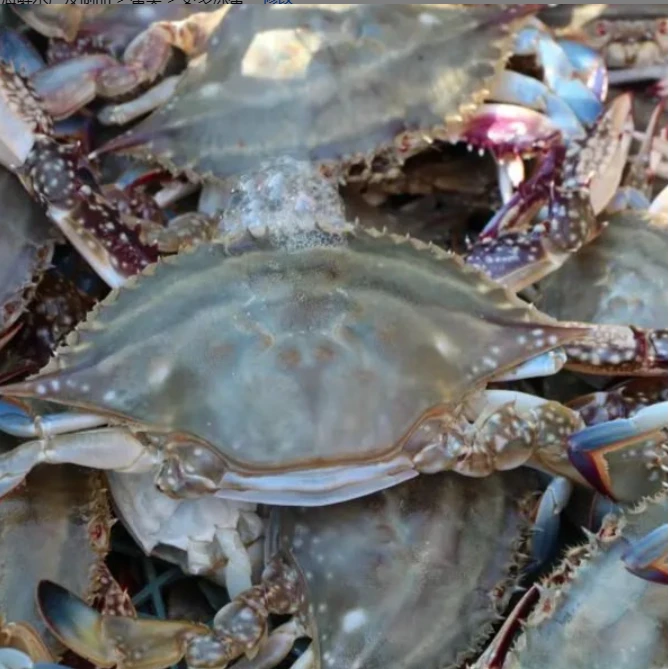 渤海湾断氧母3斤飞蟹（不保黄）每只2两以上【保鲜不保活】有断腿