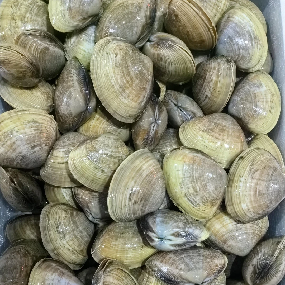 特大  黄蚬子4斤