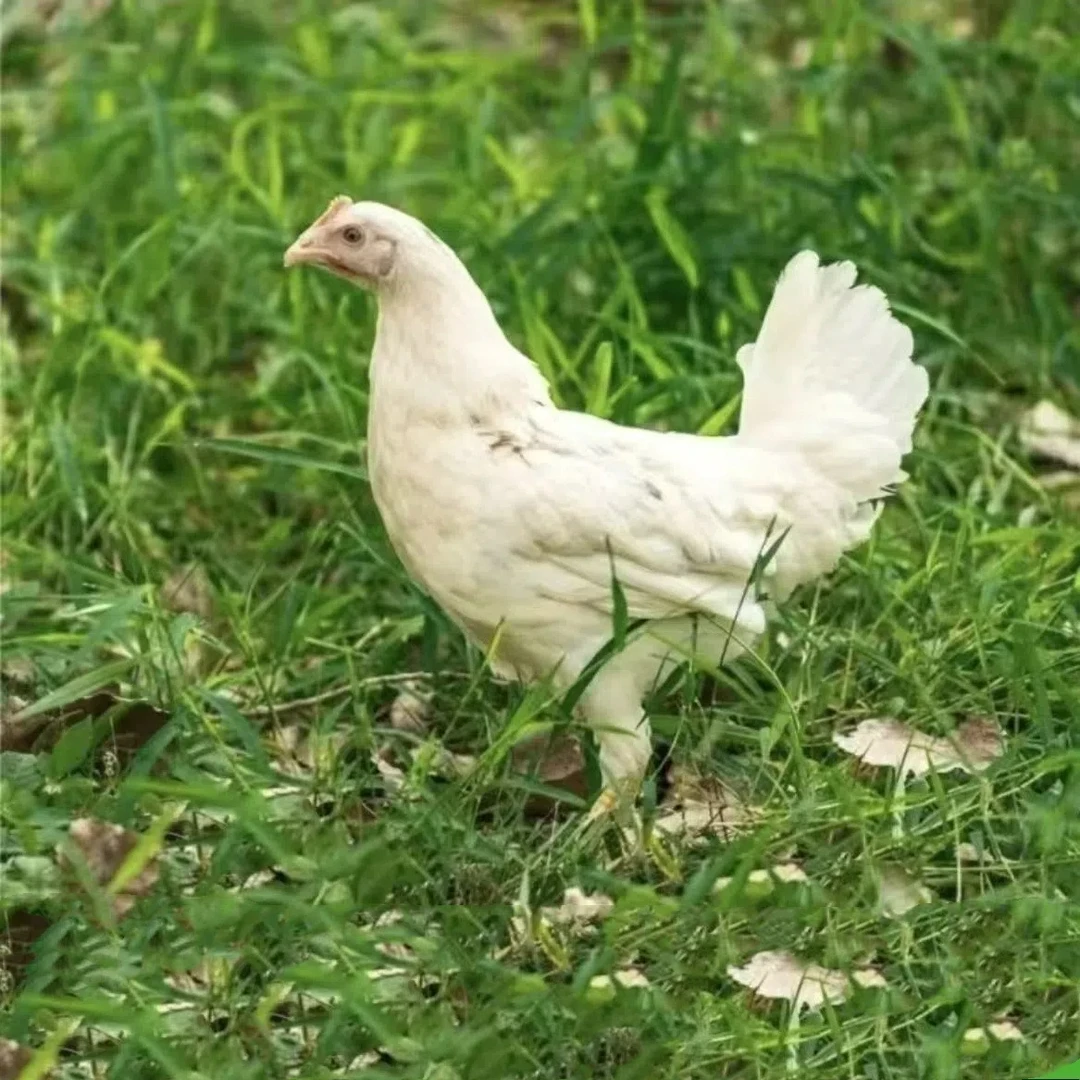 海兰灰母鸡】到手5只整童子鸡 单只净重1.3斤 煲汤肉质鲜美