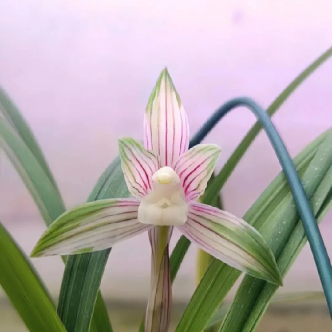 祥瑞兰园精品国兰（一物一拍直播间小黄车专用水仙花）兰花