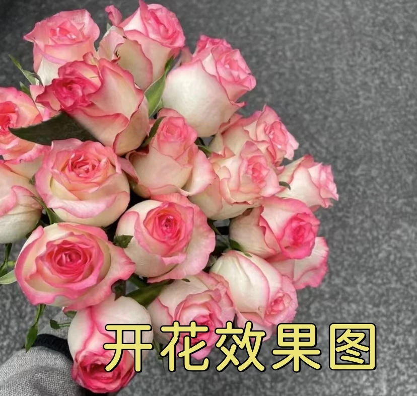 MC【艾莎】+【大花美人】花苞发货 星花怒放 月季盆栽 四季开花