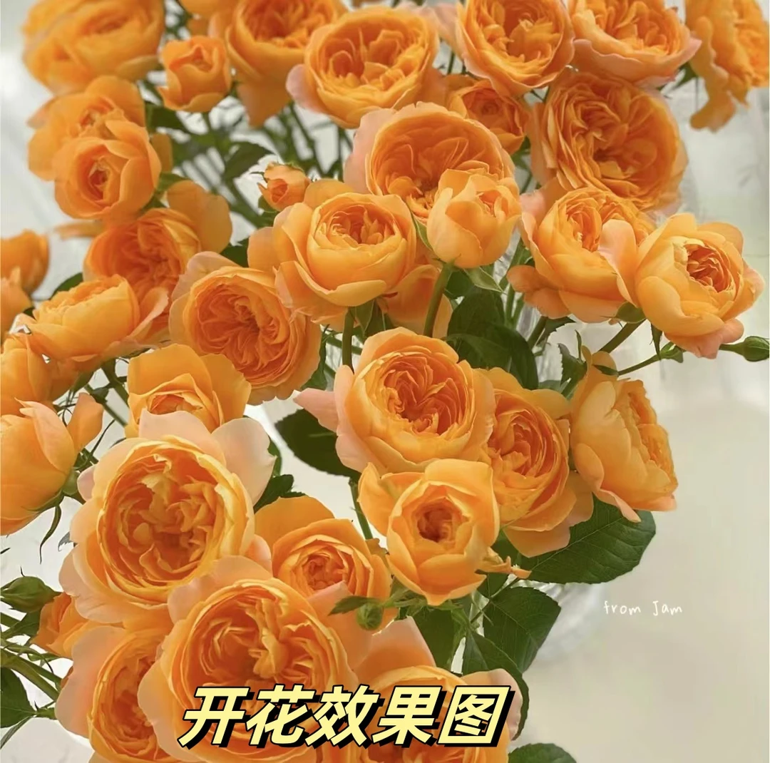 MC【果汁阳台】+【灰姑娘】花苞发货  月季盆栽 四季开花