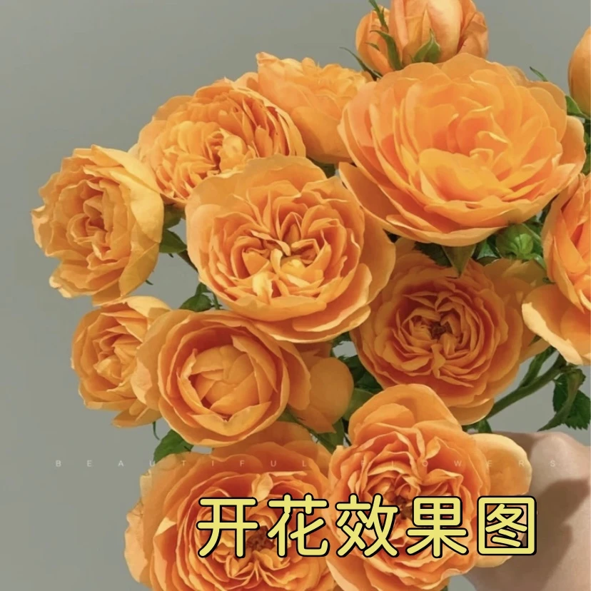 （9.9一盆）MC【果汁阳台】+【仙度瑞拉】花苞发货  月季盆栽 四季开花