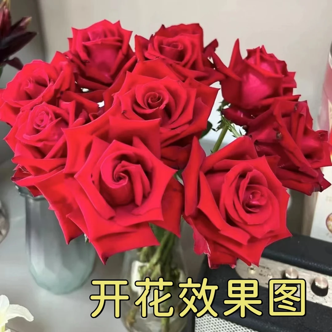 MC【红丝绒】 花期长 云南昆明基地直发