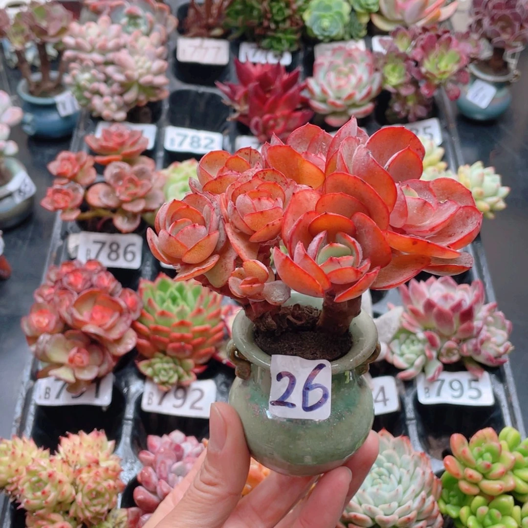 春*花器花器花器花器