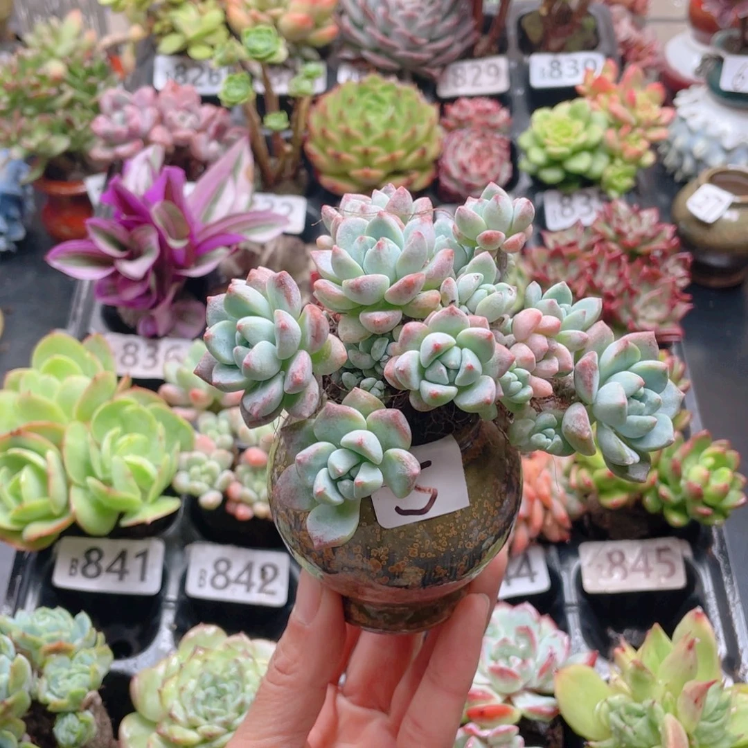 L*J花器花器花器花器花器