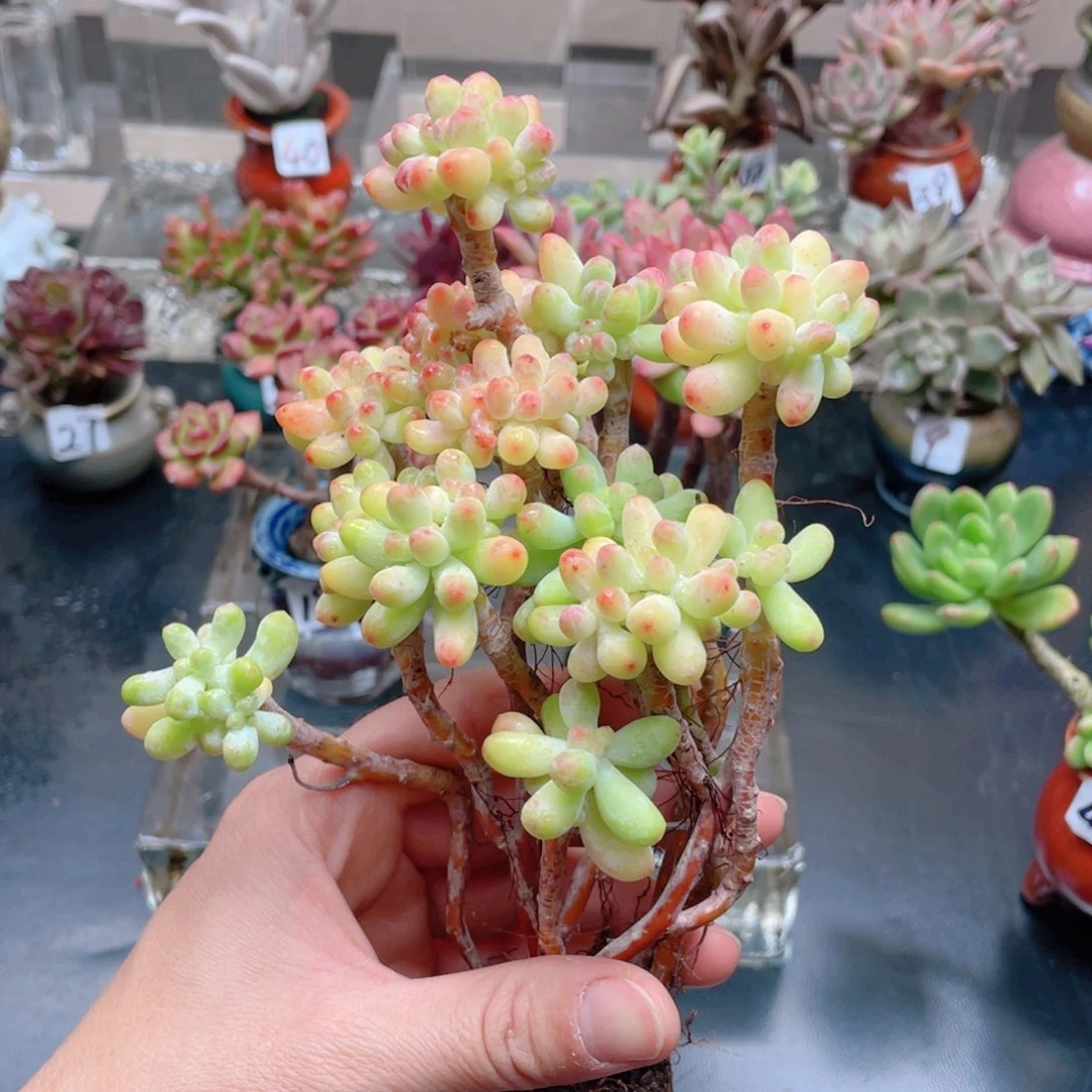 菲****啡花器花器花器花器花器