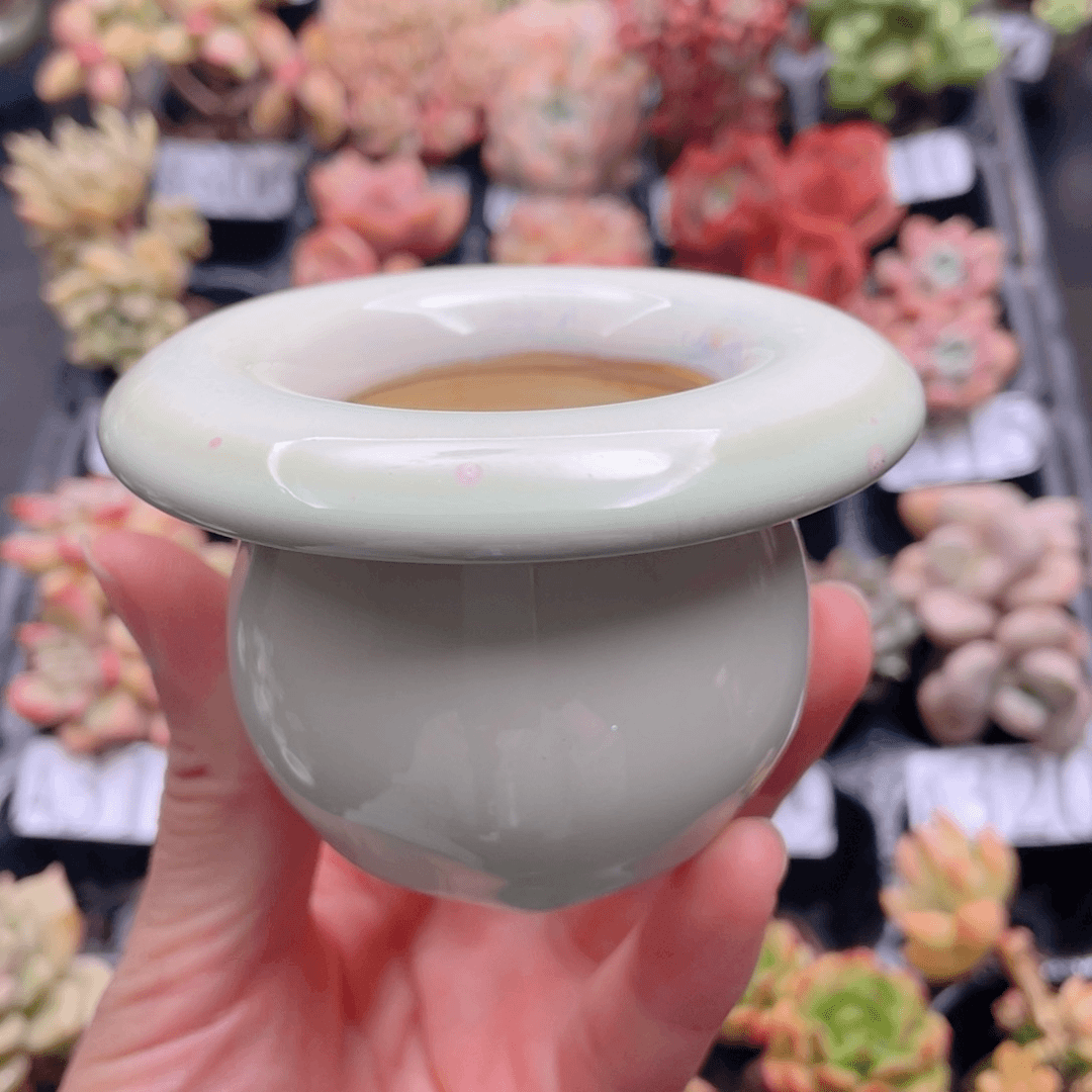 红陶20CM（含）-50CM（不含）