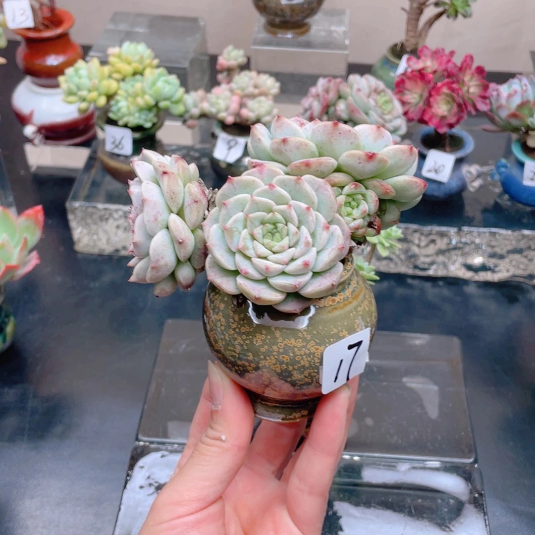 圆**妈花器花器花器花器好玩