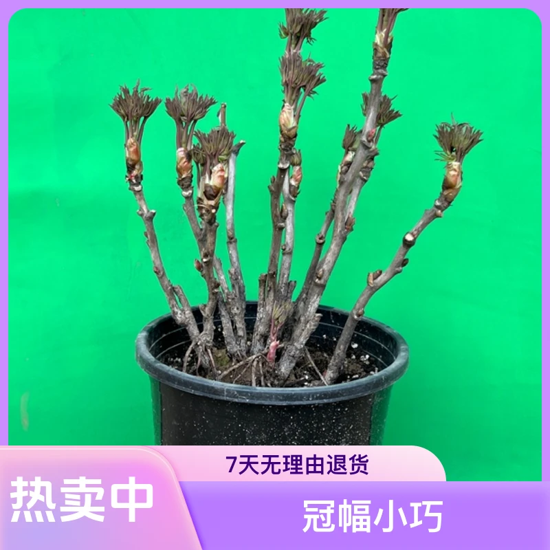 菏泽盆栽观赏牡丹
