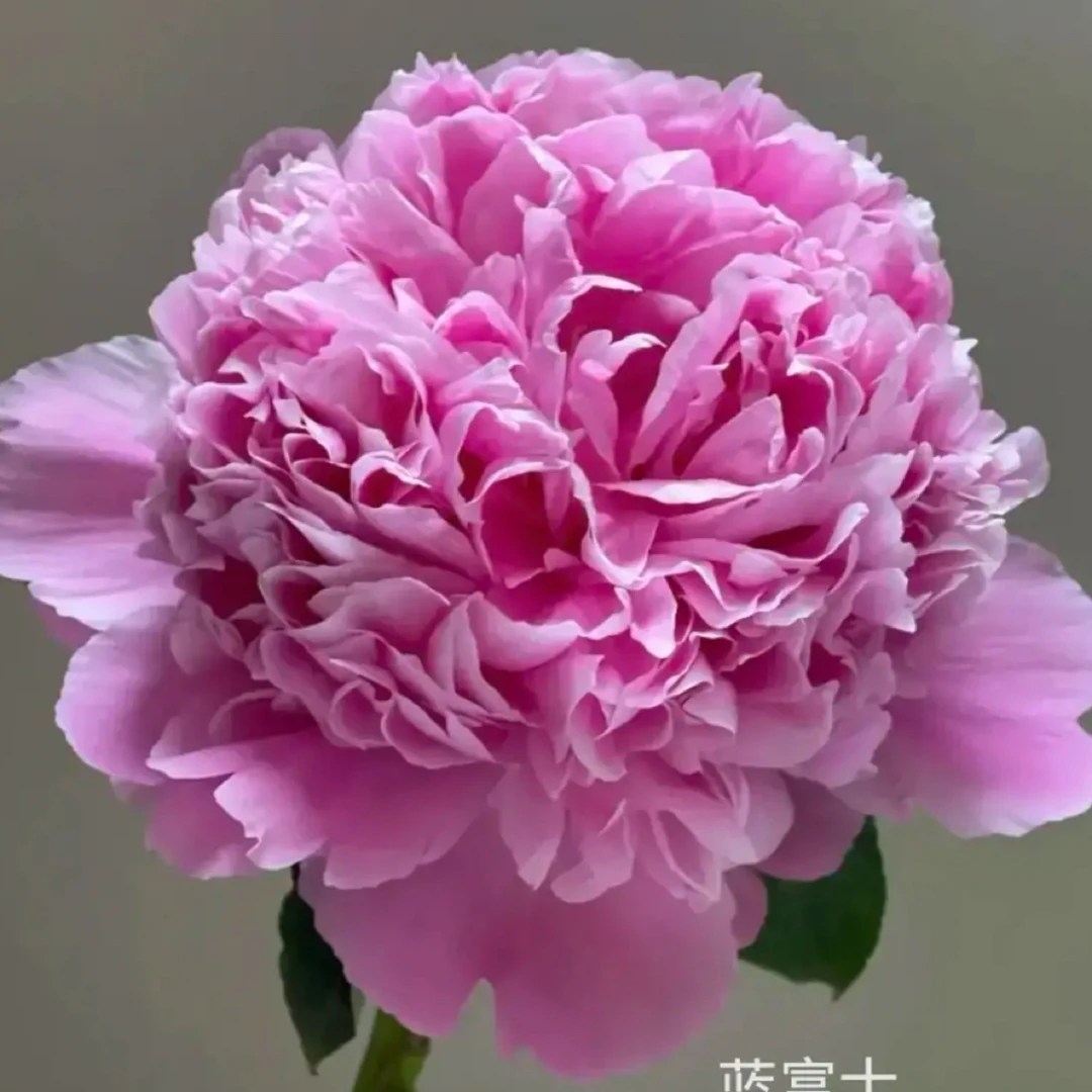芍药品种（蓝富士）