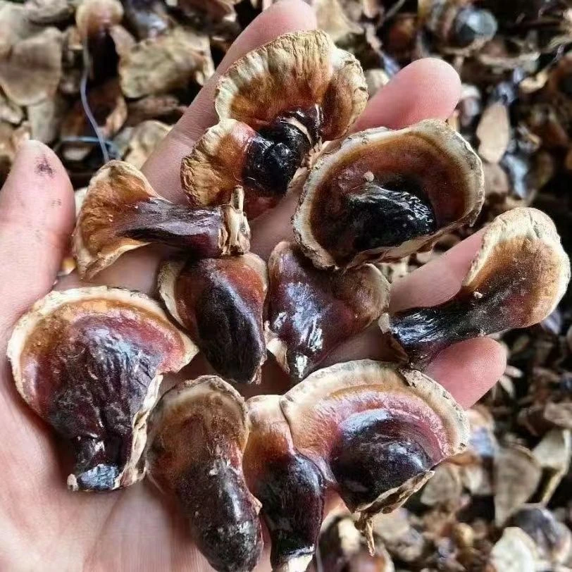 金边小灵之煲汤煮水500g包邮