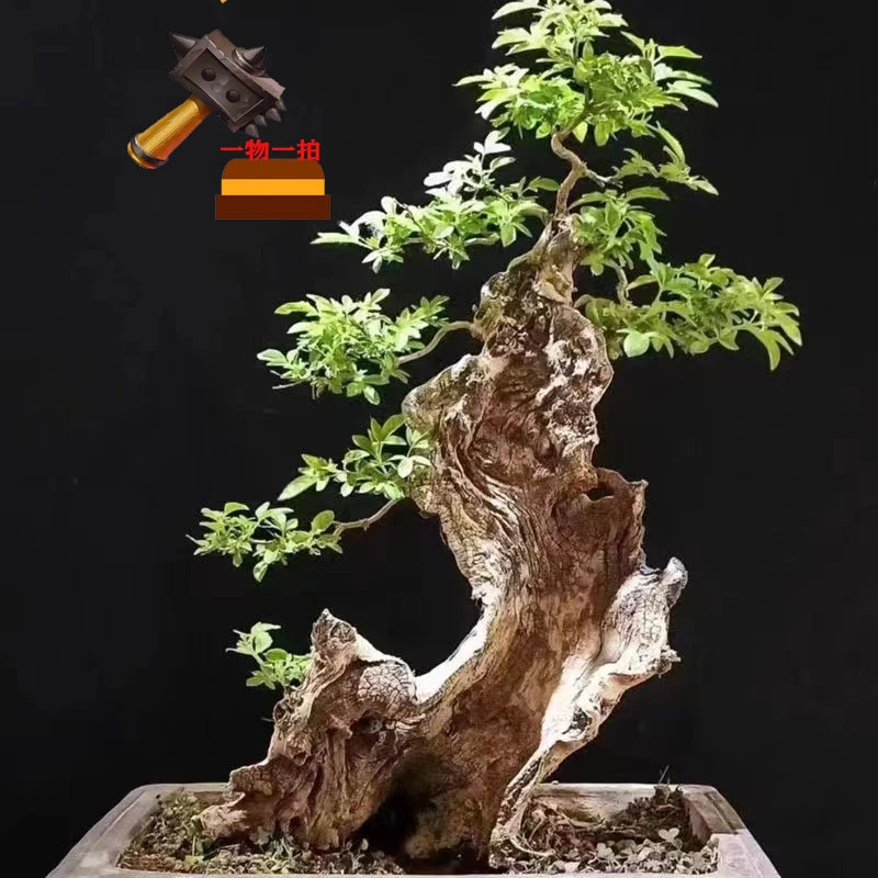 黄荆 一物一拍一价 盆景 所见即所得 入门桩 新手观赏盆栽绿植