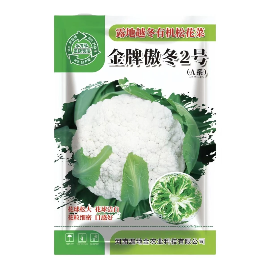 露地越冬反季节种植耐寒抗冻青梗松花菜口感脆甜金牌傲冬2号A系